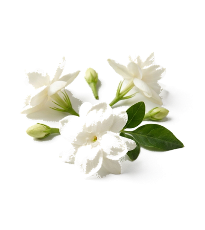 Jasmine